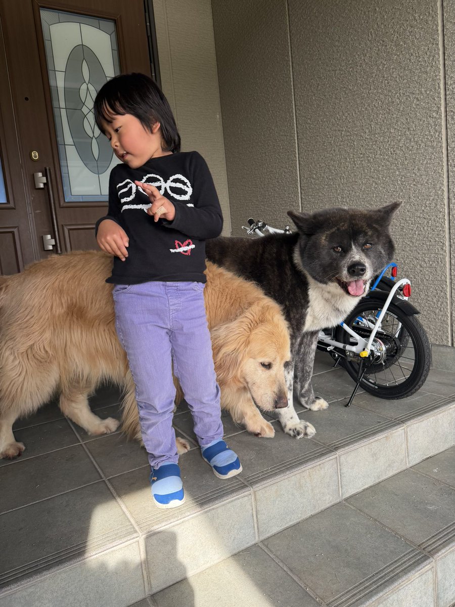 i5080's tweet photo. 家のドッグランで
楽しく遊びました✨^_^
#ゴールデンレトリバー 
#goldenretrievers
#あきたいぬ 
#akitainu https://t.co/Zjd3017kmw