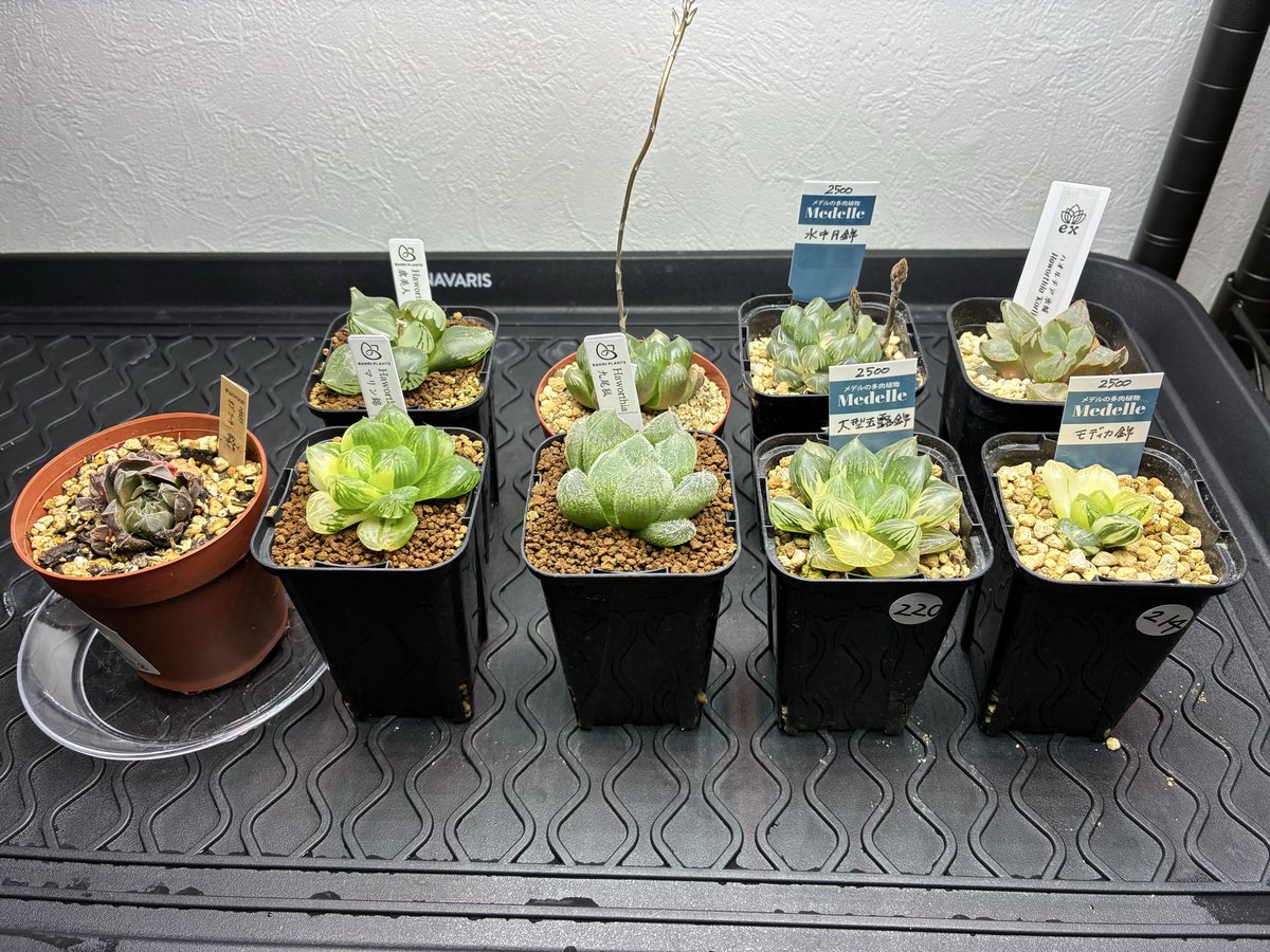 伝説ぶるさん tweet media