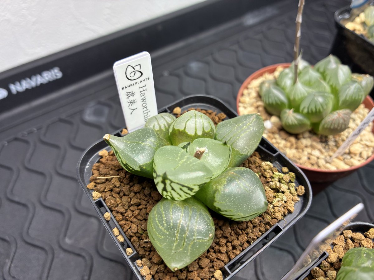 伝説ぶるさん tweet media