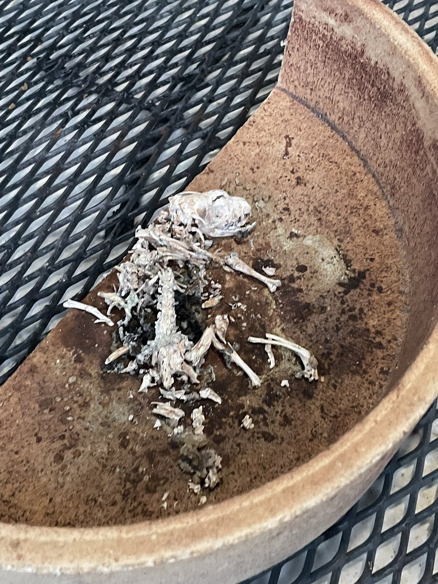 コシヤッタがとー tweet media