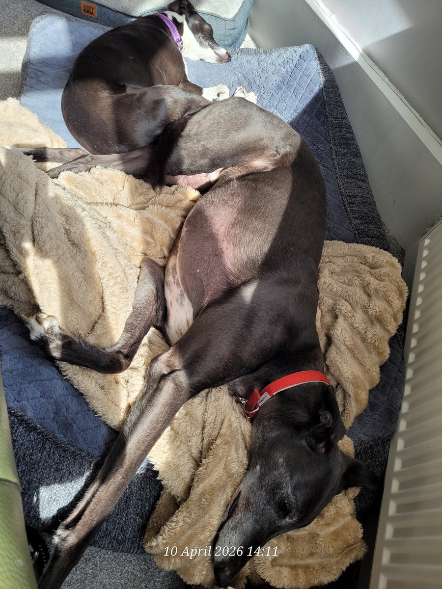 anitaapplebum13's tweet photo. When your little sister wants some sun too!
#greyhoundsofx
#Italiangreyhoundcross
#rescuedogsofx
#dogsarefamily https://t.co/ZdAHX15RHG