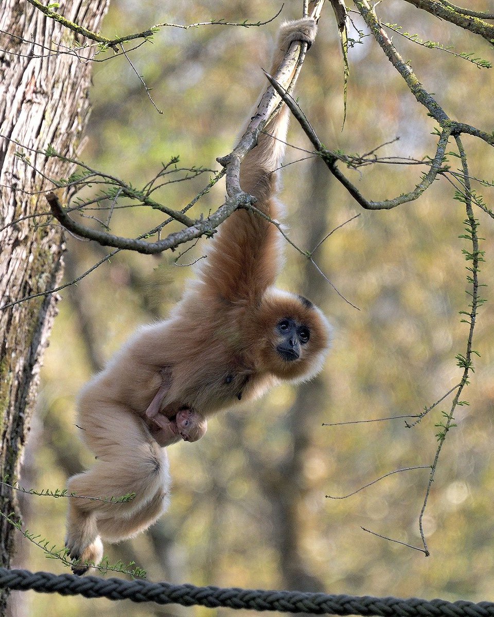 garrulous gibbon tweet media