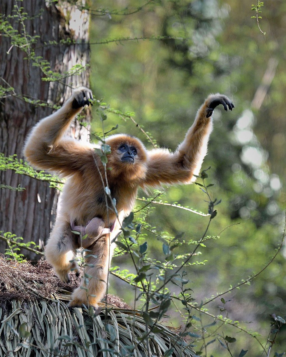 garrulous gibbon tweet media