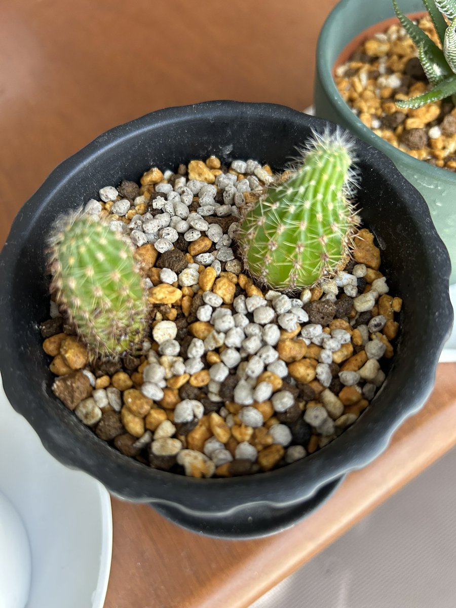 Gorge1004's tweet photo. 頂き物の多肉植物と百均で買ったパキラ無事に越冬成功☺️
新芽も出てきてる💪 https://t.co/EoSJ2E3Gyj