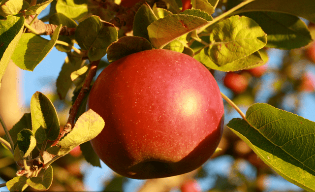 WoWowo38's tweet photo. Just bit into a crispy apple—crunchy, sweet, and perfect for that midday slump. https://t.co/QOHWQNAOM2