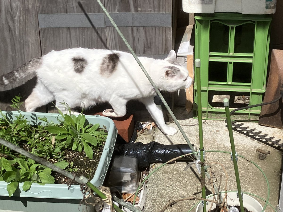 Ten-chan, Chigo, and Dodgers 
Mt. Fuji today, Ten-chan and Chigo checked their territory. Dodgers secure walk-off win over Rangers; Ohtani records one hit.

今日の富士山🗻テンちゃんとチゴは縄張りチェック🐈🐈ドジャースはレンジャーズにサヨナラ勝ち👍大谷翔平は1安打👍