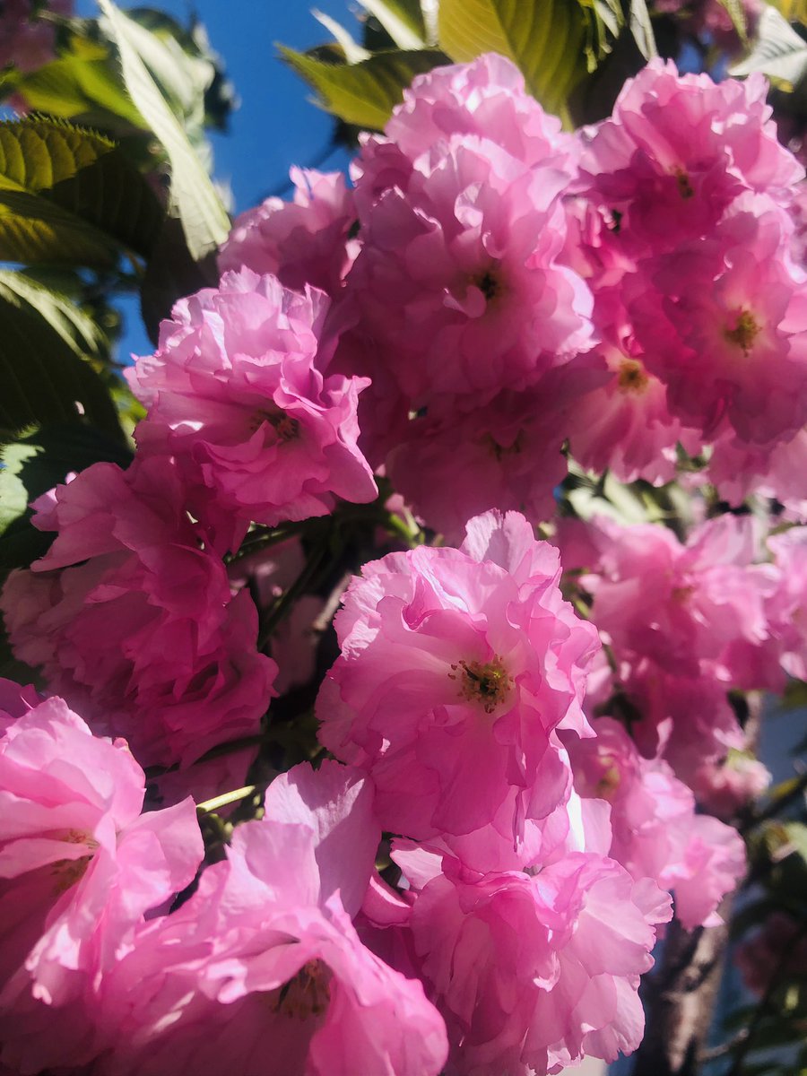 QOLjyoshi's tweet photo. お花見ピクニック🌸🧺 https://t.co/TuY7ZYWeoj
