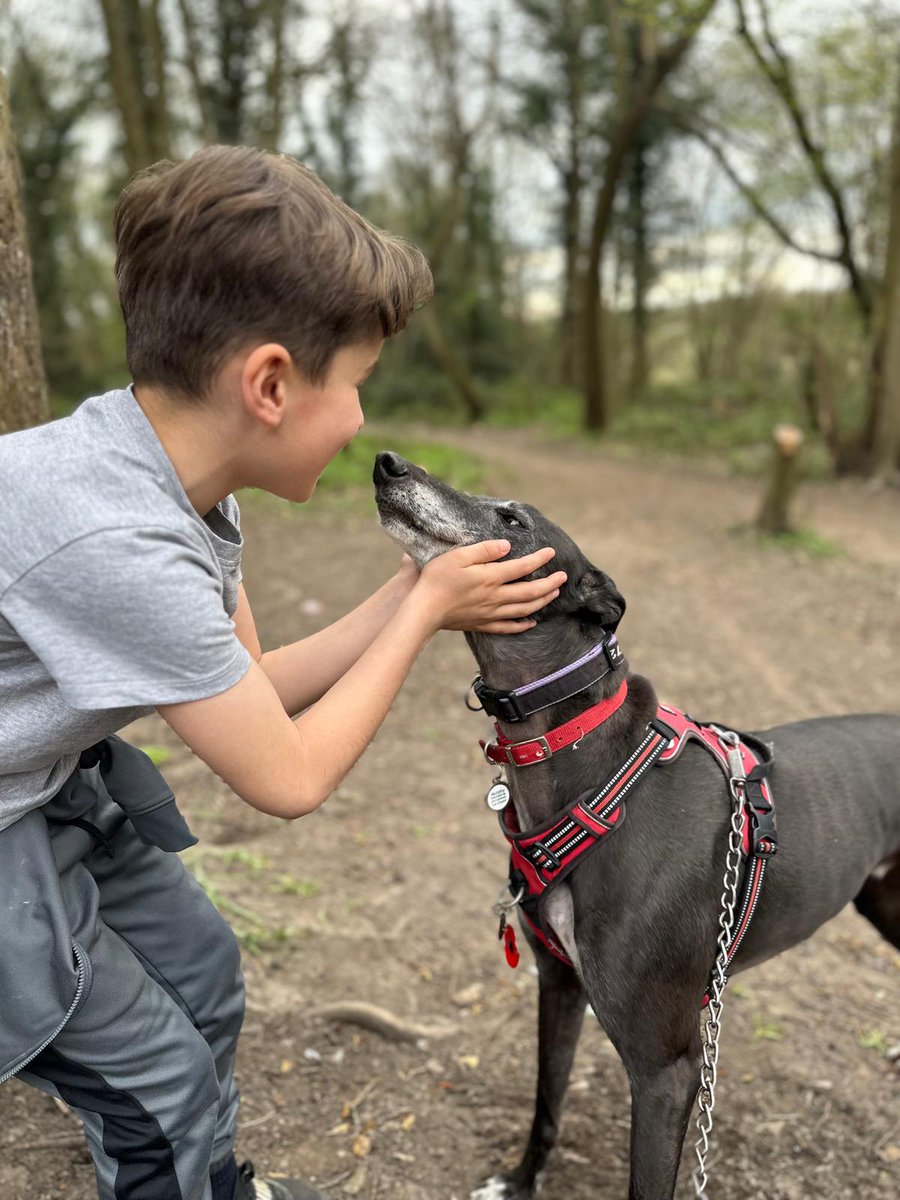 anitaapplebum13's tweet photo. Murphy with little Hoo from Pets Be Happy.
#rescuedogsoftiktok
#rescuedogsofx
#greyhoundsoftwitter
#greyhoundsofx https://t.co/SBeQulJncy