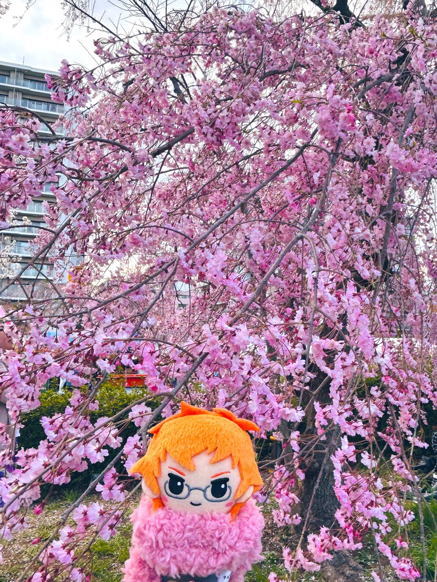 かよ✨✨🧟✨✨ヰ tweet media