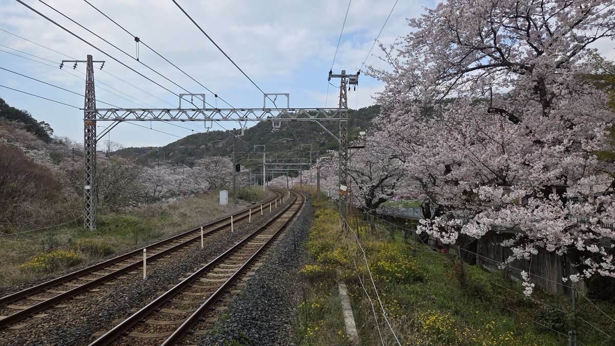 HANWA2252's tweet photo. 4.2 山中渓の桜 https://t.co/BLykvdVuHf
