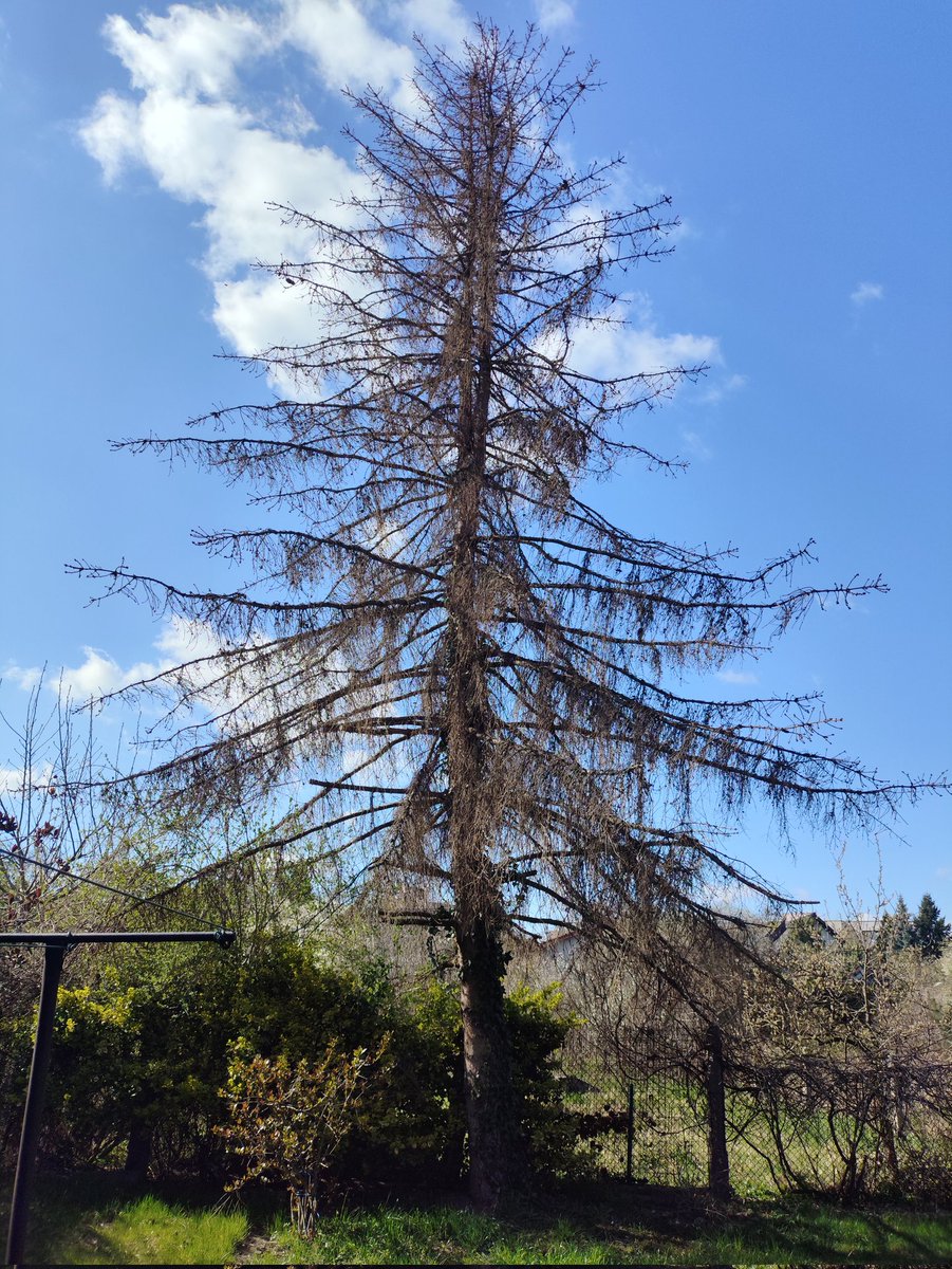 Zenon Bombalina🇵🇱 tweet media