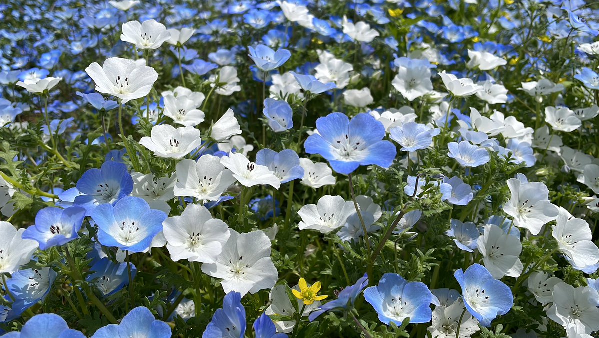 やしろ🐾ふあん民 tweet media