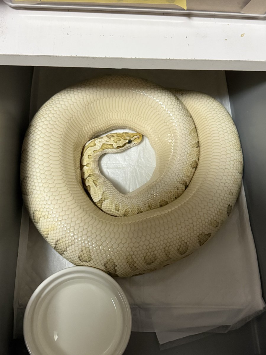 りょう tweet media