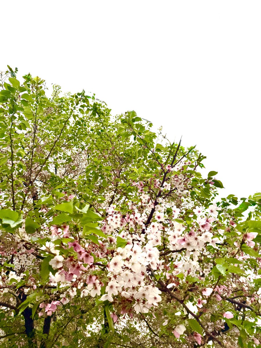 affection tweet media