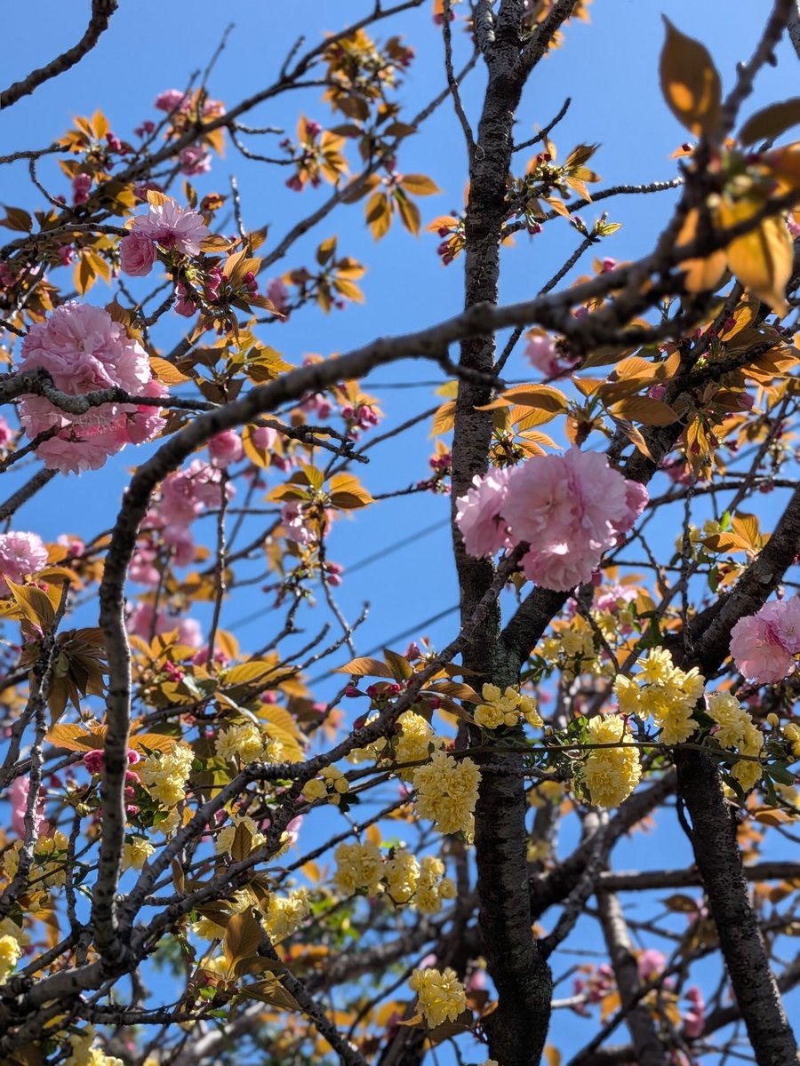 風の便り(本垢) tweet media