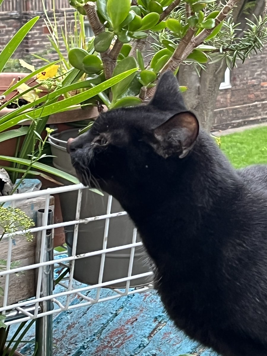 jet🐾the🐾fur©️ 🌈🐾 semper amatus 😻 tweet media