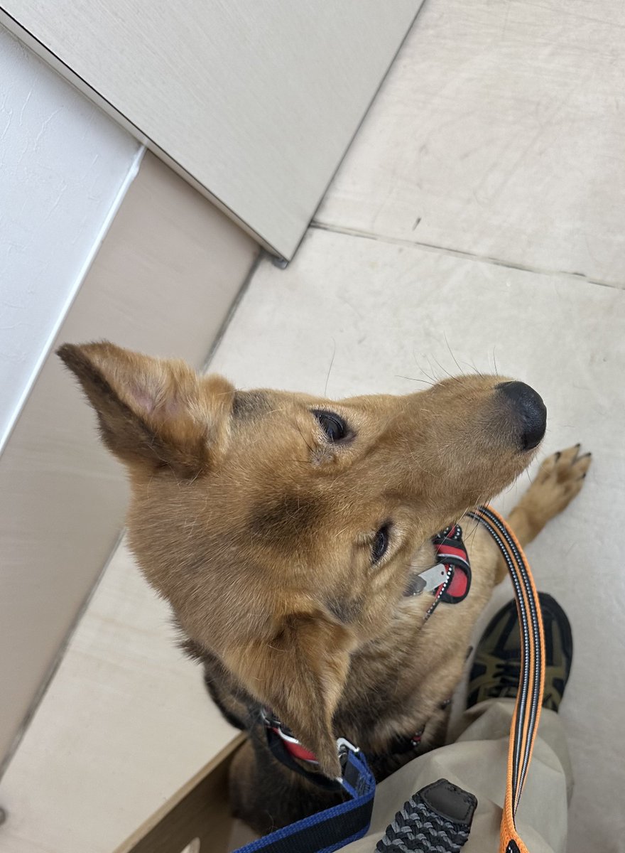 ただ犬(名犬) tweet media