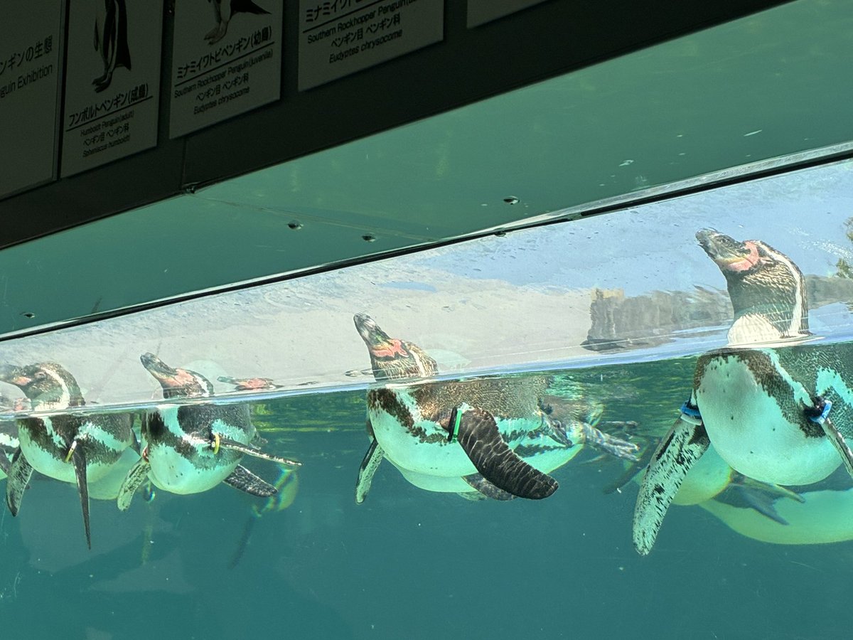水族館も行けたし、ケイドロもできたし、、

今日はよき日

皆さんありがとう☺️

そして眠い