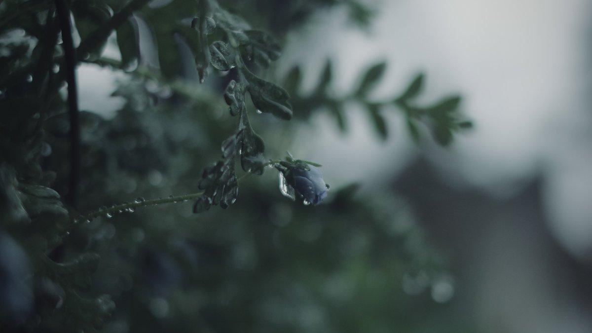 𝙢𝙞𝙞 tweet media