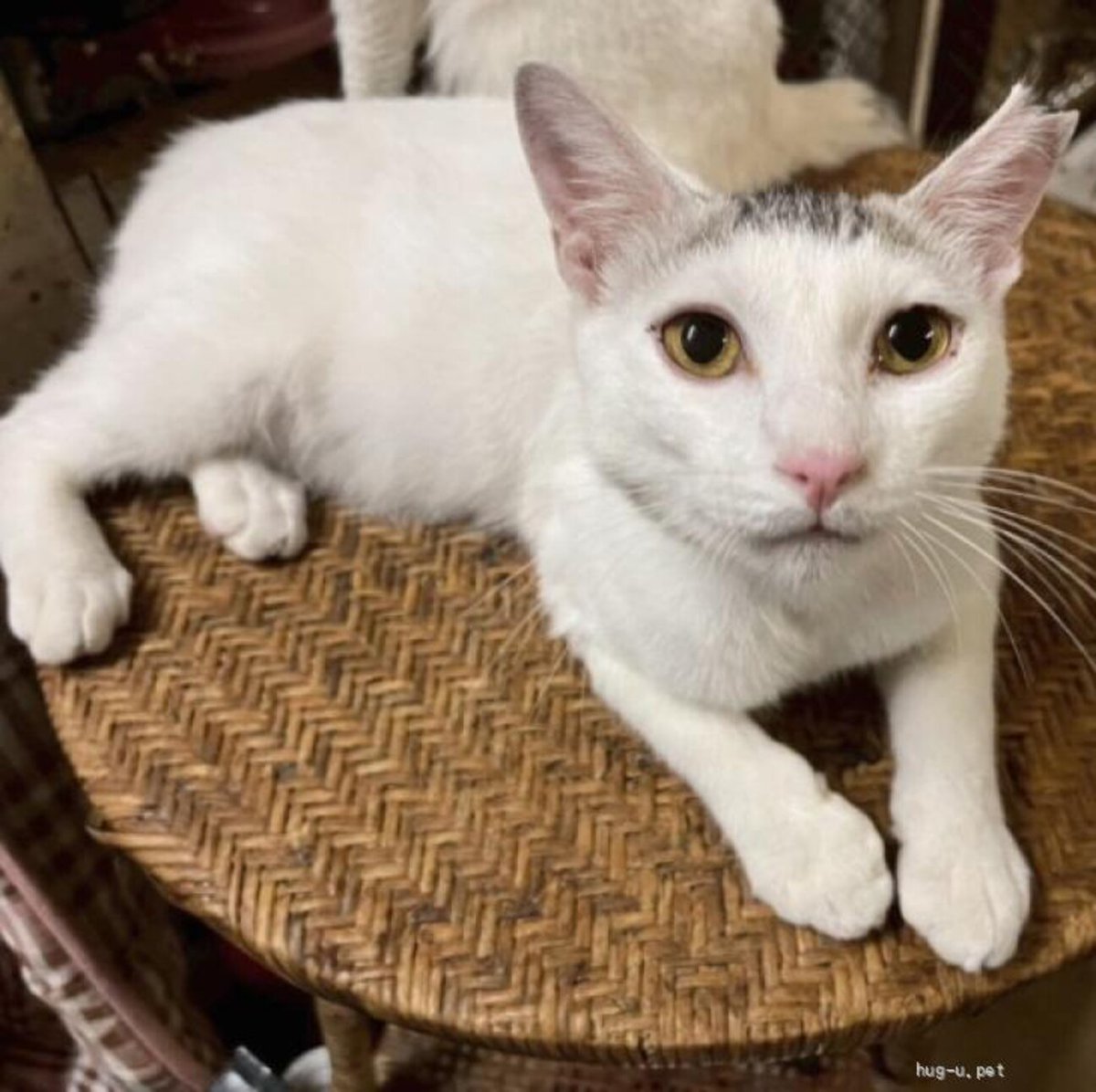 栃木県里親募集動物情報 tweet media