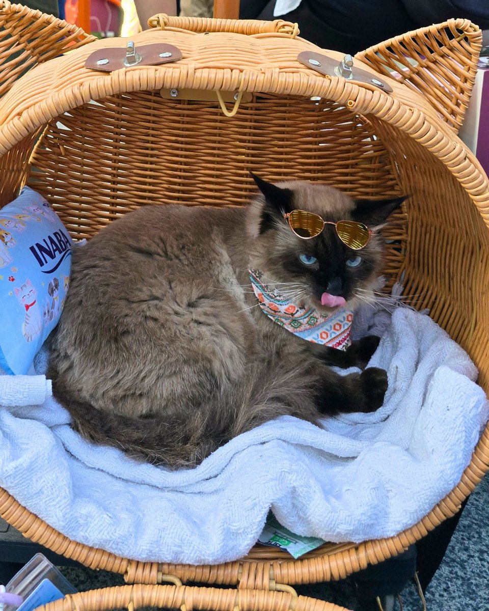 MakeItMakati's tweet image. Happy National Pet Day 🐾

Your furbabies are welcome at Car-Free Sundays at Ayala Avenue and Ayala Triangle. #NationalPetDay #MakeItHappen #MakeItMakati