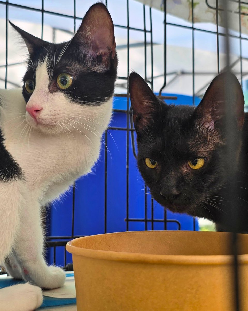 MakeItMakati's tweet image. Happy National Pet Day 🐾

Your furbabies are welcome at Car-Free Sundays at Ayala Avenue and Ayala Triangle. #NationalPetDay #MakeItHappen #MakeItMakati