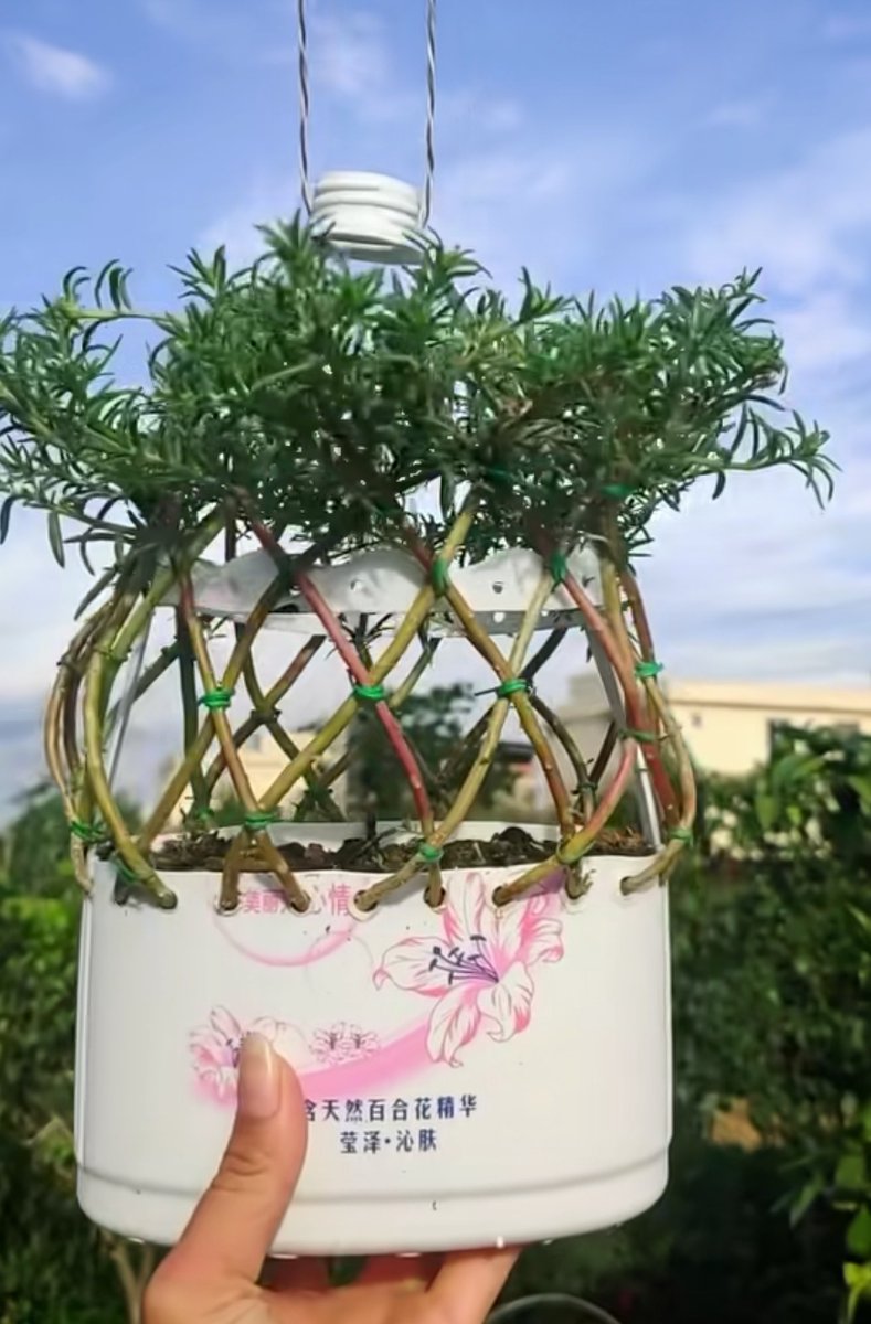 FHEAYAN's tweet photo. Turn an old glass jar into a cute plant pot! Clean it, add pebbles + soil, plant a succulent. Zero waste, instant charm https://t.co/Nzj6nkGRpD