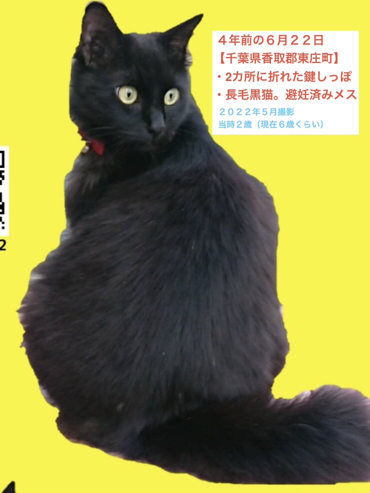 黒猫くー捜索 千葉県東庄町 (鍵尾長毛メス。香取郡・香取市・旭市・銚子市・神栖市近隣の保護情報求む） tweet media