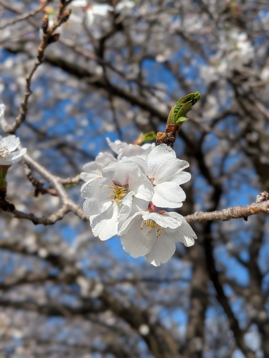 満開を迎えた白鳥桜

#白鳥桜　#海野宿