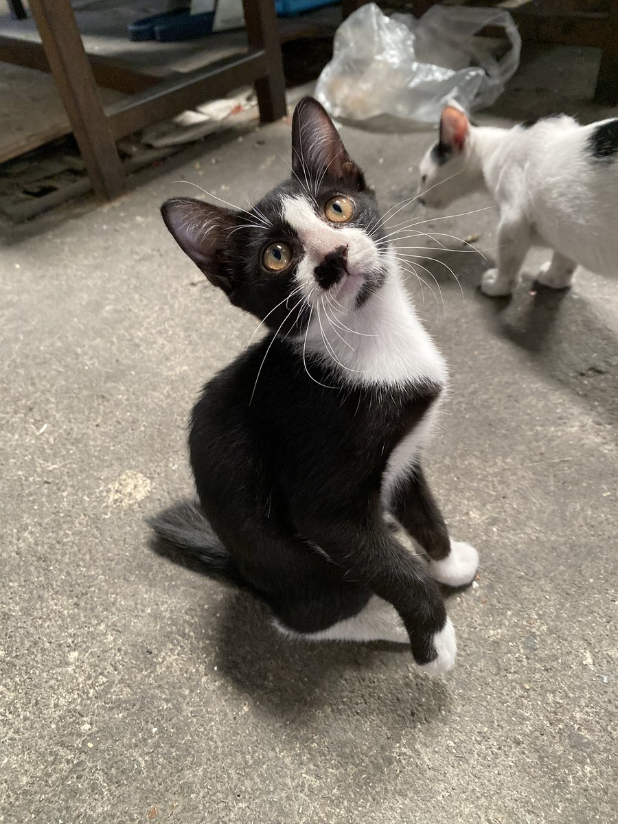 แมวหาบ้าน ขี้ข้าหานาย tweet media