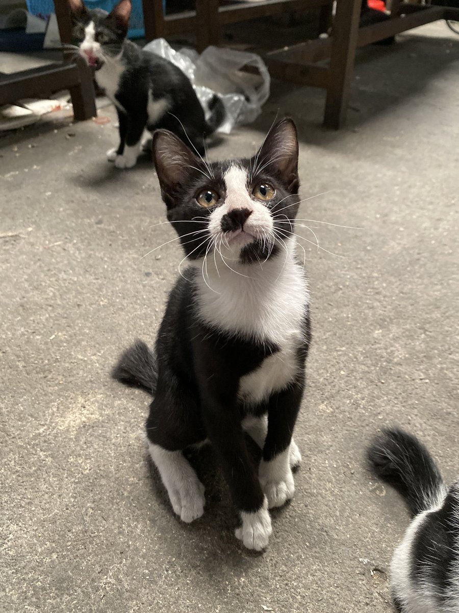 แมวหาบ้าน ขี้ข้าหานาย tweet media