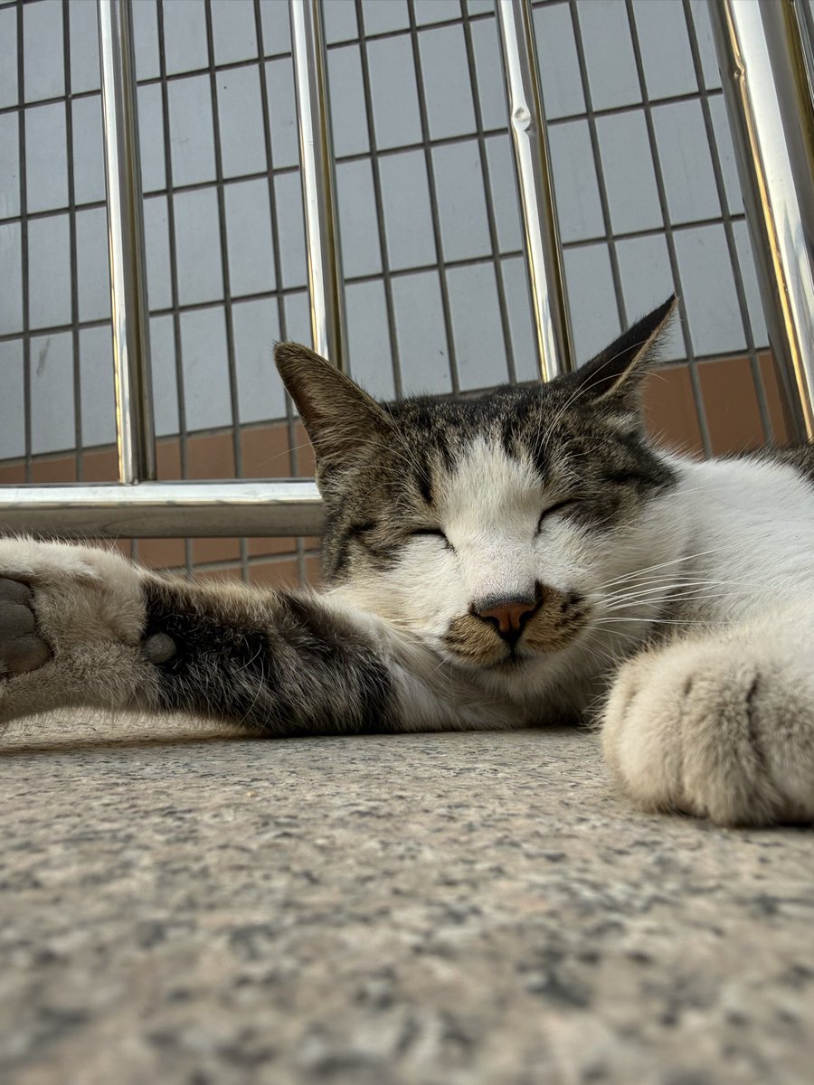 学校里随地大小睡的猫咪