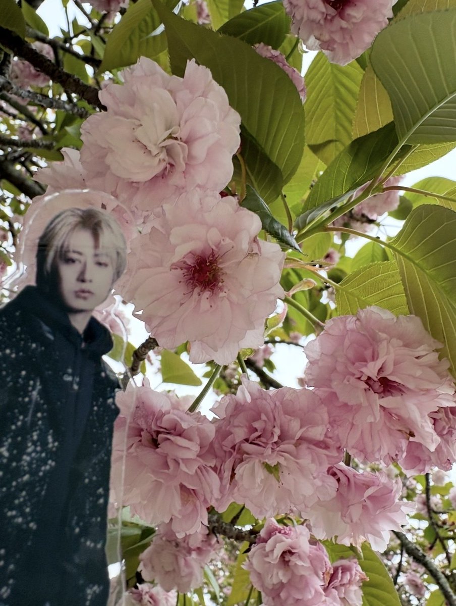 魔女ベイビーFLAG古畑 tweet media