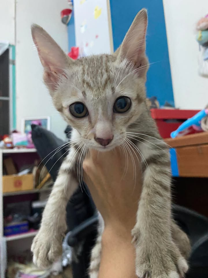 Catster & Co บ้านพักพิงแมวจร tweet media