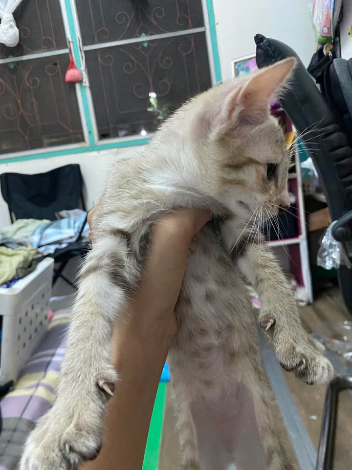 Catster & Co บ้านพักพิงแมวจร tweet media