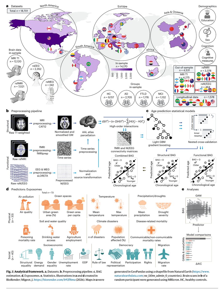 Psikobilim_'s tweet image. Sadece genetiğiniz değil, yaşadığınız ülke de beyninizi yaşlandırıyor:
Eşitsizlik ve hak mahrumiyeti beyindeki bağlantıların zayıflamasıyla; hava kirliliği ve betonlaşma ise beyin yapısının yıpranmasıyla ilişkili.