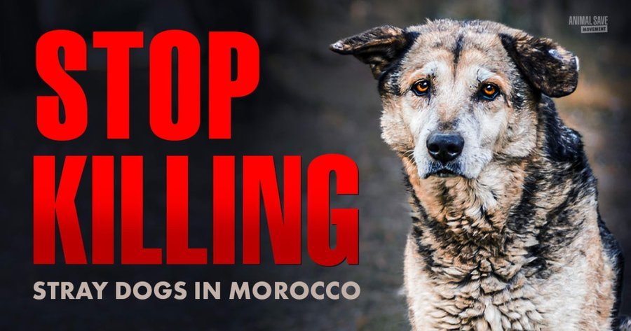 Vegan Future tweet media