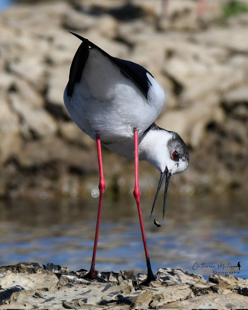 Cat 🧡 🐿 📸 tweet media