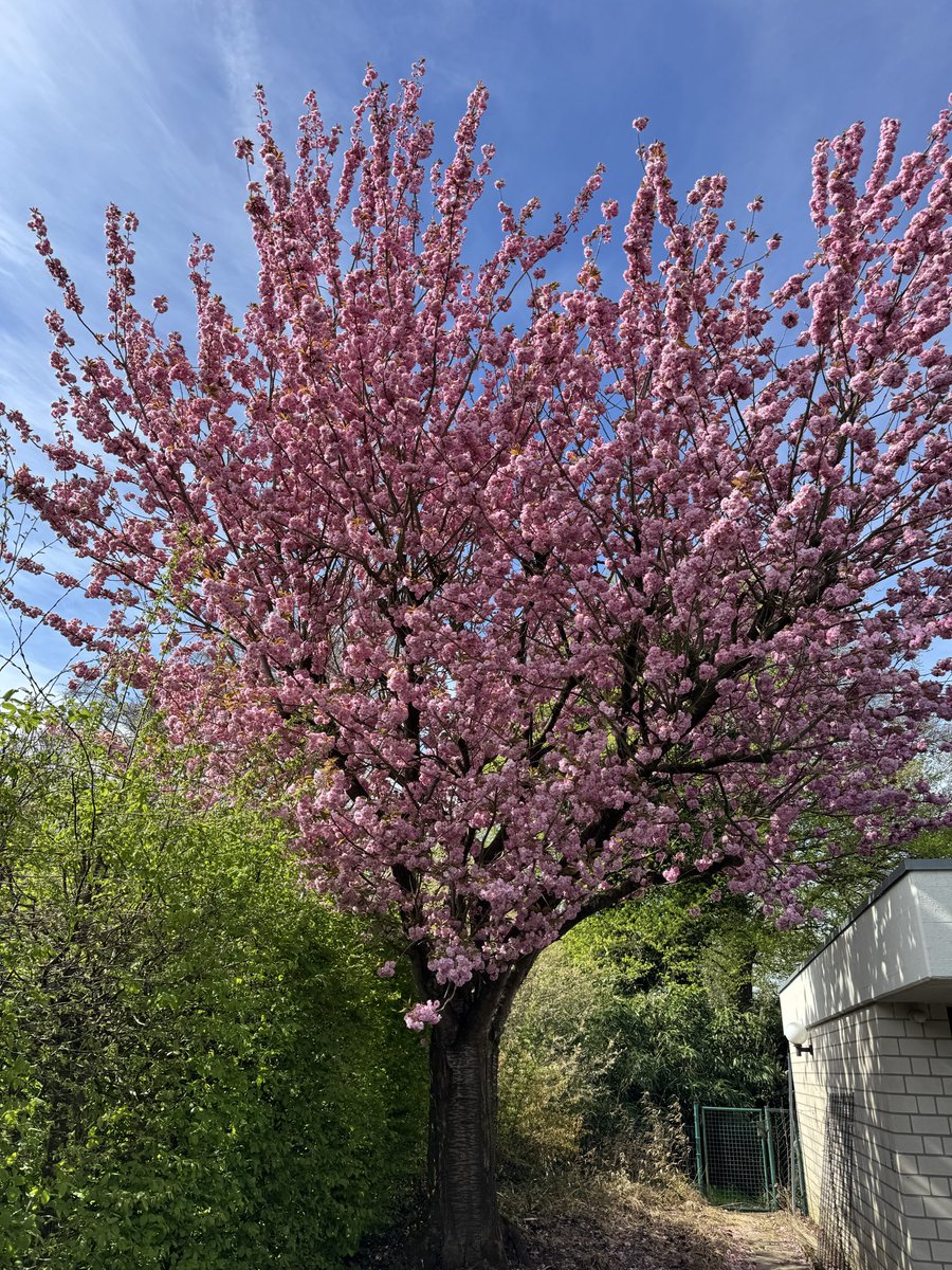 Peter R. Müller tweet media