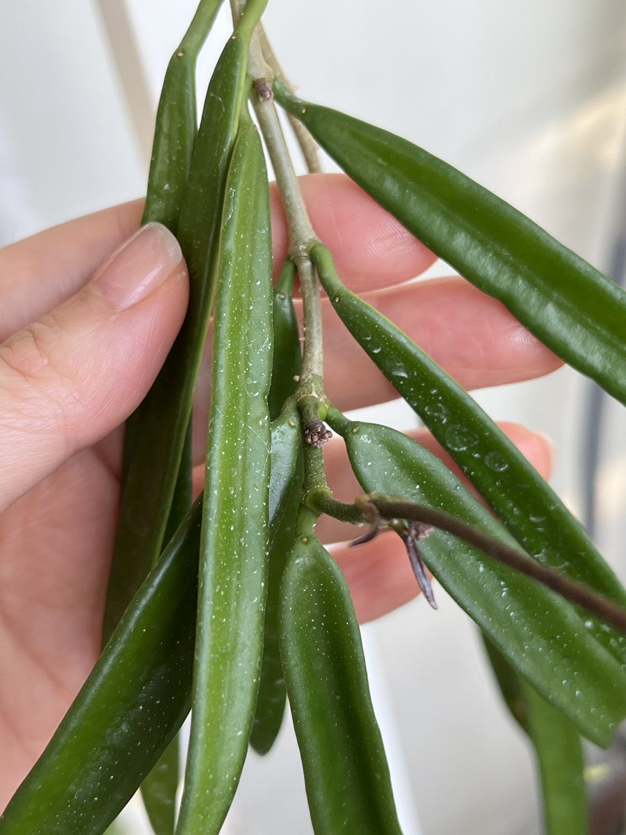 고사리집사 tweet media