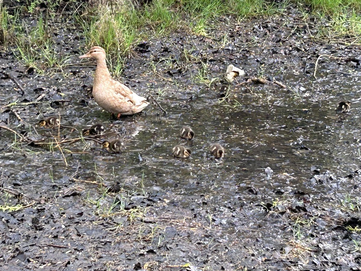 PeterEdwards27's tweet photo. After last week’s spot of tourism it was back closer to home for my 200th @parkrunUK with a trip to @colwickparkrun and ducks real and not real 🦆
Nice and easy run @RunComPod with that there @Marathon_Mcr next week (have I mentioned that before?).
#yourweekendruns
#TeamMind https://t.co/qK4bIMOUr5