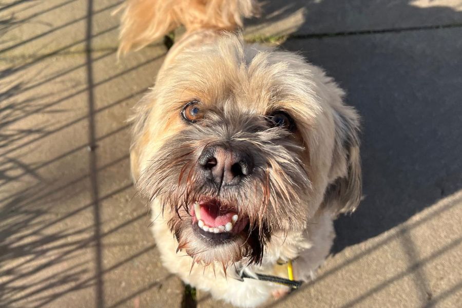 DogsTrust West Calder (Edinburgh) and Dundee tweet media