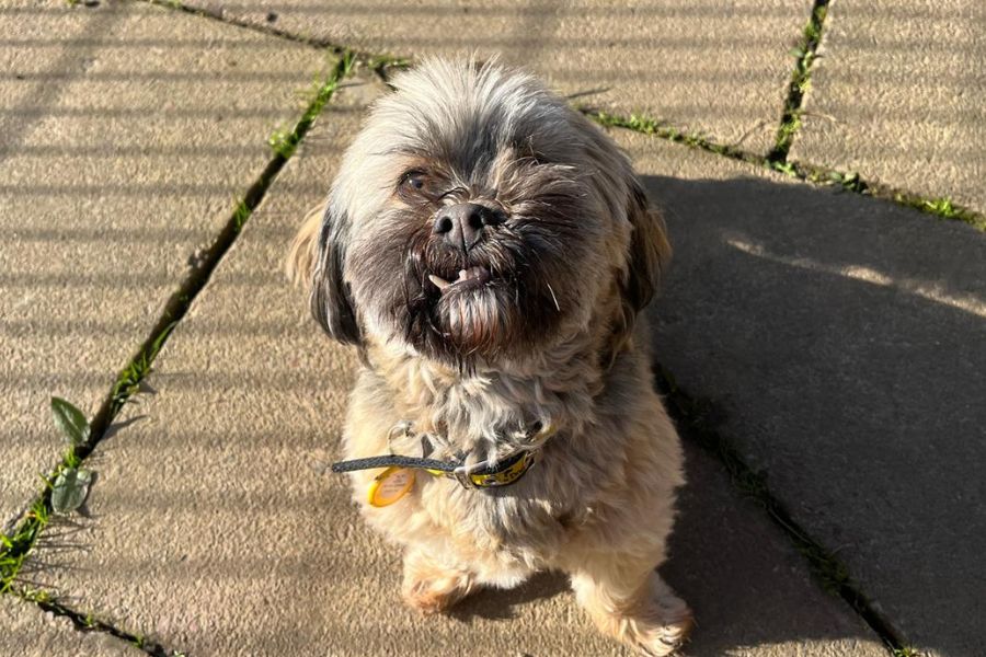 DogsTrust West Calder (Edinburgh) and Dundee tweet media