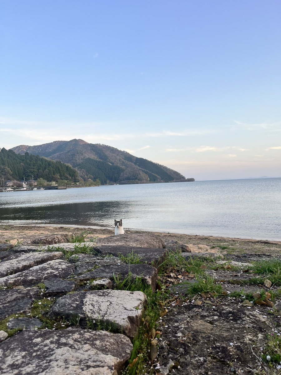 MEGA graphics tweet media