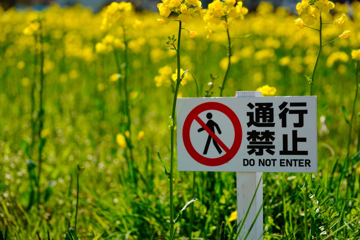 天井職人@朱乱隊(職人一派🧠💪) tweet media