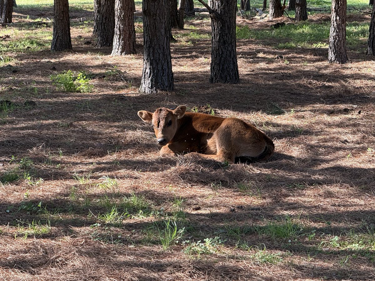 John Morgan tweet media