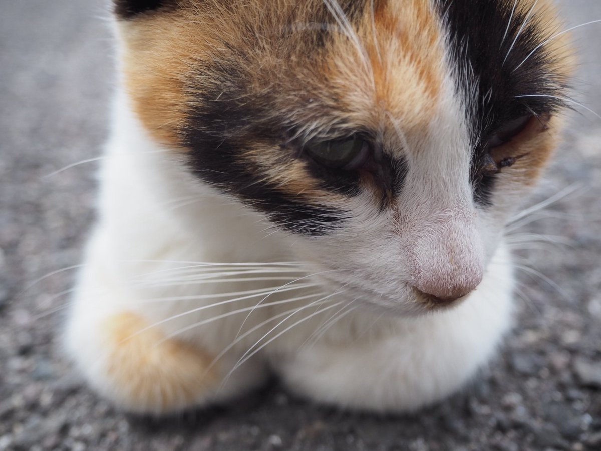 だんごむし tweet media