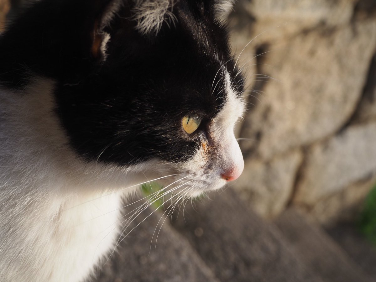 だんごむし tweet media