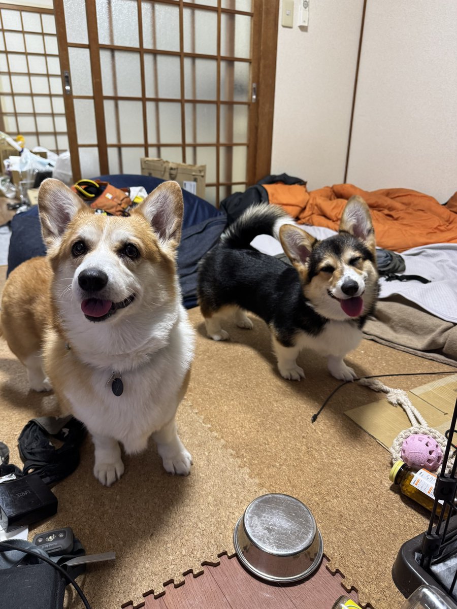 onigirry's tweet photo. 夜散歩行って夜ご飯待ち姉妹 https://t.co/FeQ1hxh3j4