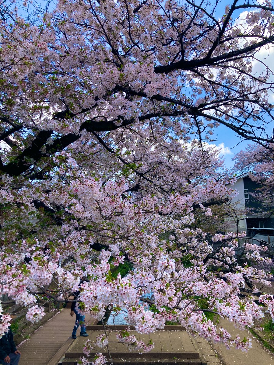 zokuani's tweet image. 季節は巡り数日前のこの桜ももう散ったね！暖房なし生活を初めて3、4シーズンかな？
桜を見る度にこの冬を乗り越えた〜と思う。(いつの時代の人〜？笑)
実験の結果、暖房がないからと言って風邪は引かない。ですね！

#ANNY
#SA
